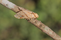 Lophocampa propinqua
