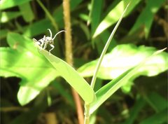 Chlorophorus macaumensis