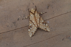 Lophocampa propinqua