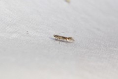 Cosmopterix fernaldella