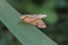 Lophocampa propinqua