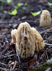 Morchella tridentina