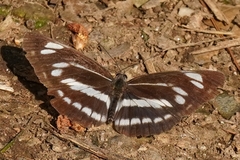 Neptis philyra
