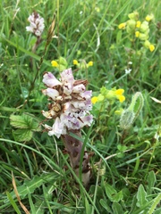 Orobanche reticulata