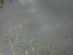 Scardinius erythrophthalmus