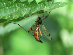 Dictenidia bimaculata