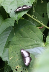 Ariadne enotrea enotrea