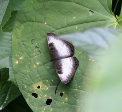 Ariadne enotrea enotrea