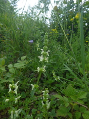Stachys recta recta