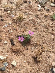 Erodium cicutarium