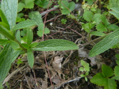 Stachys recta recta