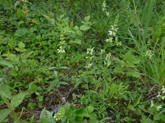 Stachys recta recta
