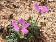 Erodium cicutarium