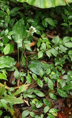 Calanthe alismifolia