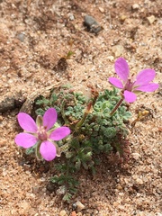 Erodium cicutarium