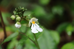 Calanthe alismifolia