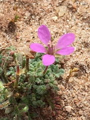Erodium cicutarium