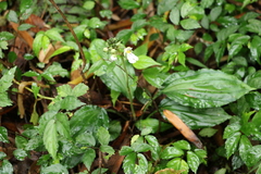 Calanthe alismifolia