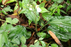 Calanthe alismifolia