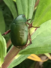 Anomala albopilosa albopilosa