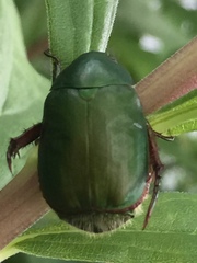 Anomala albopilosa albopilosa