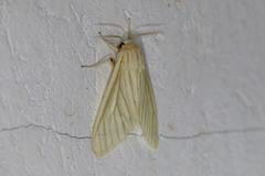 Munona iridescens