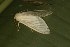 Munona iridescens
