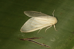 Munona iridescens