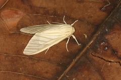 Munona iridescens