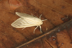 Munona iridescens