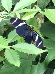Heliconius wallacei