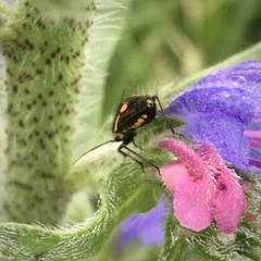 Capsodes