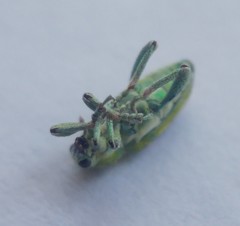 Coniatus tamarisci