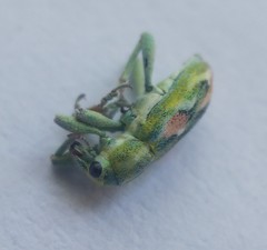 Coniatus tamarisci