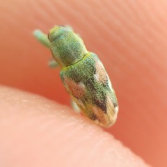 Coniatus tamarisci
