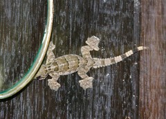 Gekko horsfieldii
