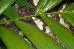 Catoria sublavaria