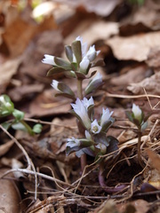 Obolaria virginica