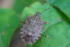 Halyomorpha halys