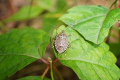 Halyomorpha halys