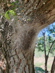 Thaumetopoea processionea