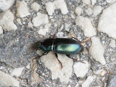 Harpalus honestus