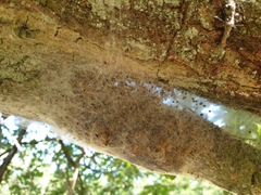 Thaumetopoea processionea