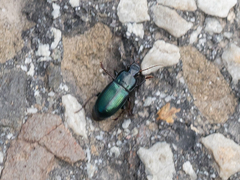 Harpalus honestus