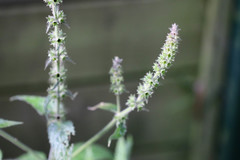 Stachys sylvatica