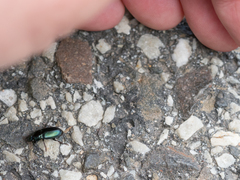 Harpalus honestus