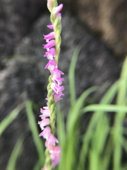 Spiranthes sinensis