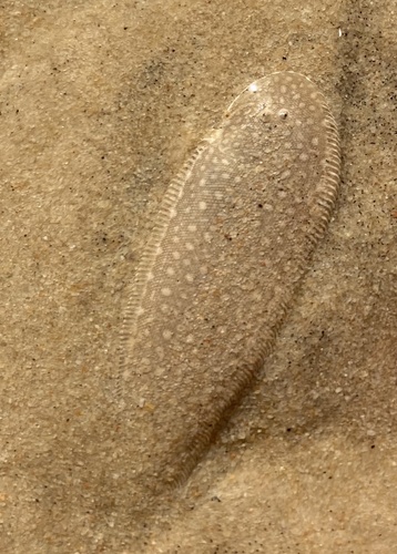 Double-lined tongue sole (Paraplagusia bilineata) — Cynoglossidae — 5