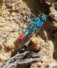 Chrysis fulgida