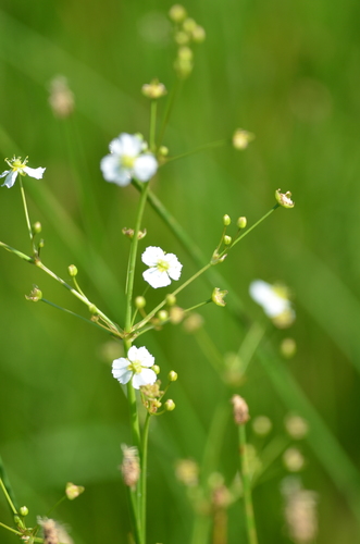 European Water-plantain